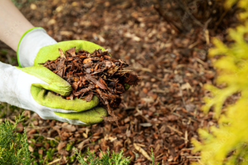 Mulching