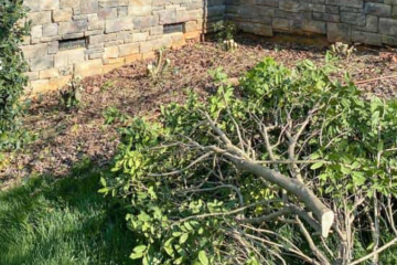 Tree and Shrub Removal